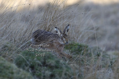 Hare images by Betty Fold Gallery